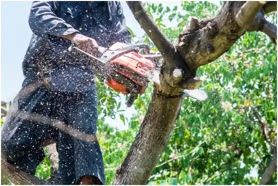 tree services Bryn Mawr-Skyway